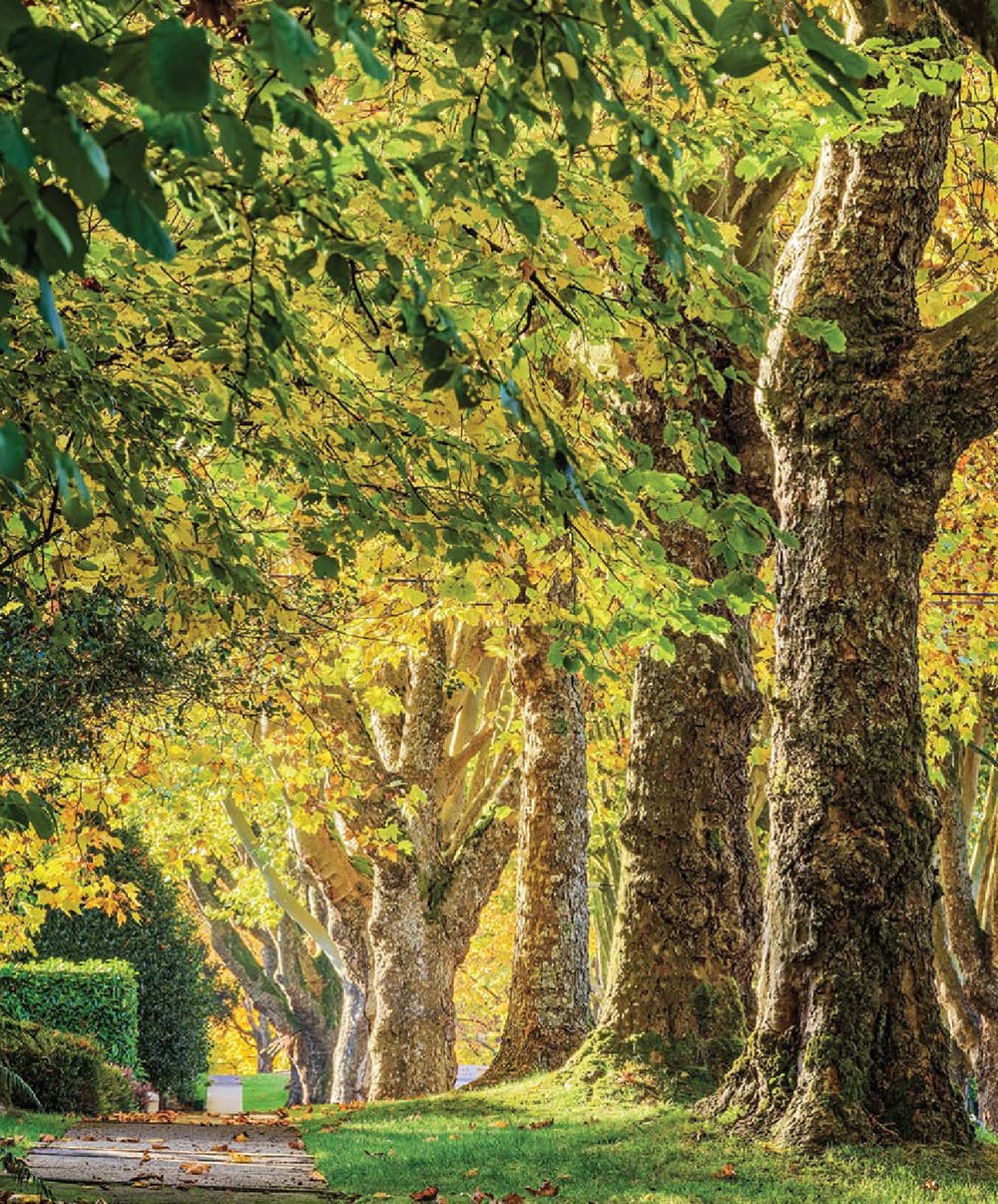 King and Columbia - Image 7